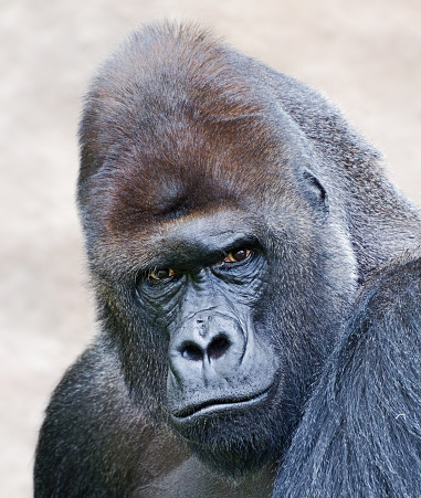 Portrait of a male western lowland gorilla, silverback.