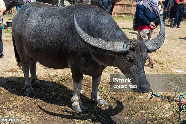 Buffalo Market In Rantepao Stock Photo - Download Image Now - Adult, Agriculture, Animal