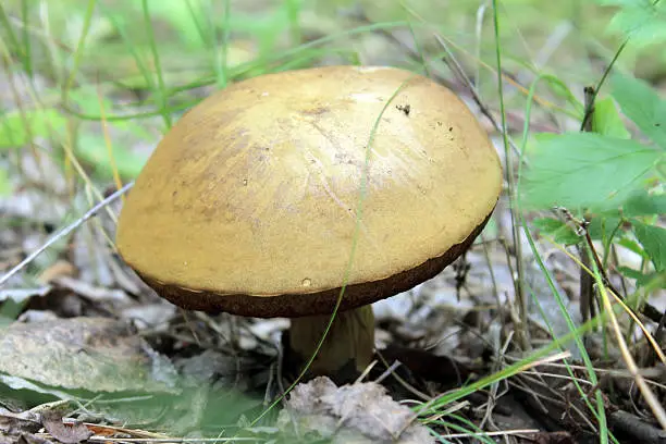 Photo of Great fungus suillus surrounded by lush green grass.