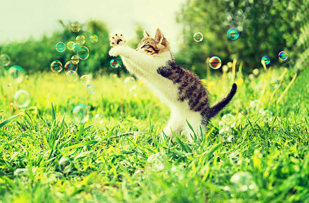istock Kitten playing with soap bubbles outdoor 530347985