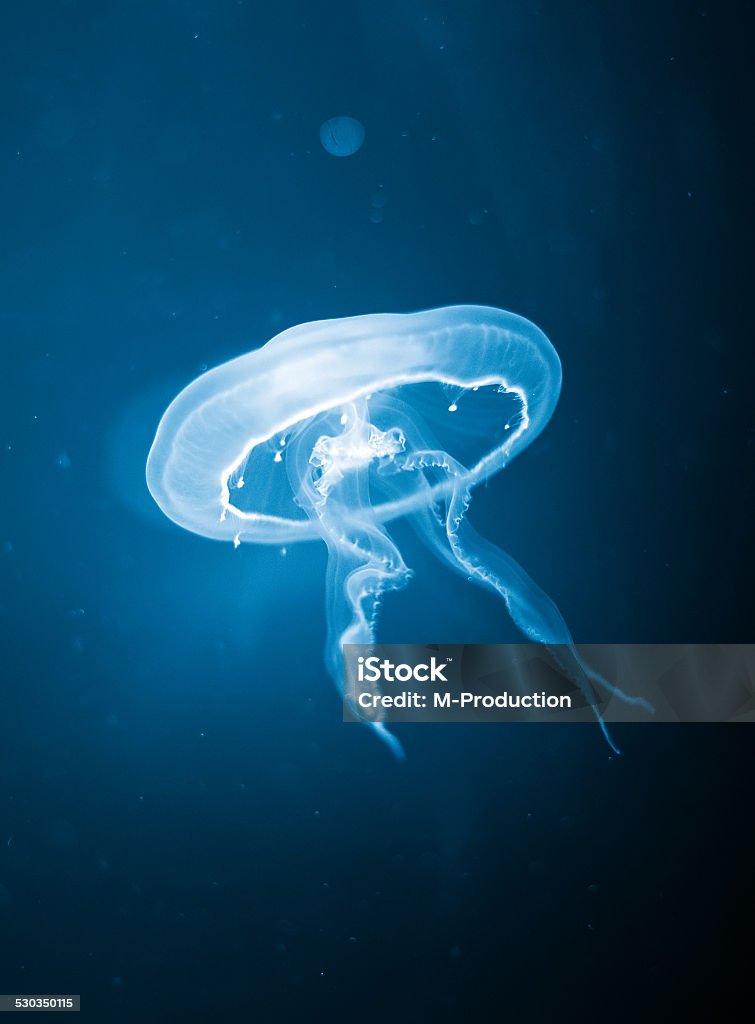 Close-up of blue jellyfish in aquarium. Animal Wildlife Stock Photo