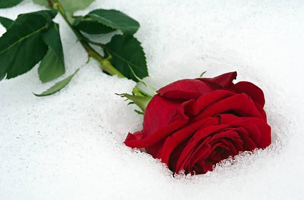 istock Red rose in snow 530350419