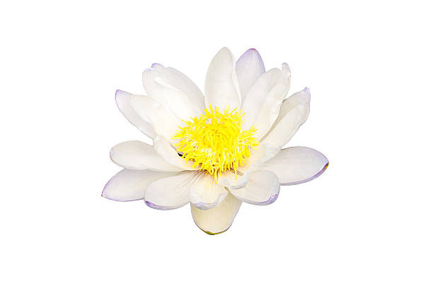 istock Beautiful white lotus, Isolated on white 530350879