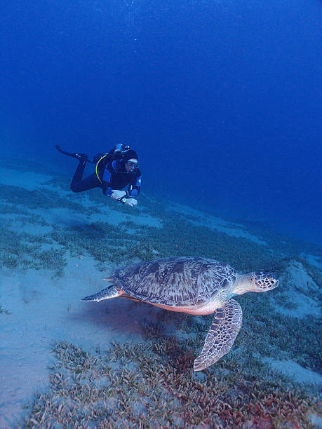 istock Scuba Diver and Sea Turtle 530351017