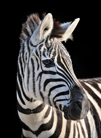 head profile of a grant's zebra (Equus quagga boehmi) on black background