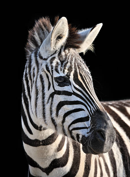 zebra head profile of a grant's zebra (Equus quagga boehmi) on black background zebra photos stock pictures, royalty-free photos & images