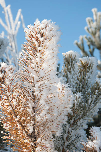 istock Winter background. A coniferous tree in hoarfrost and snow 530351659