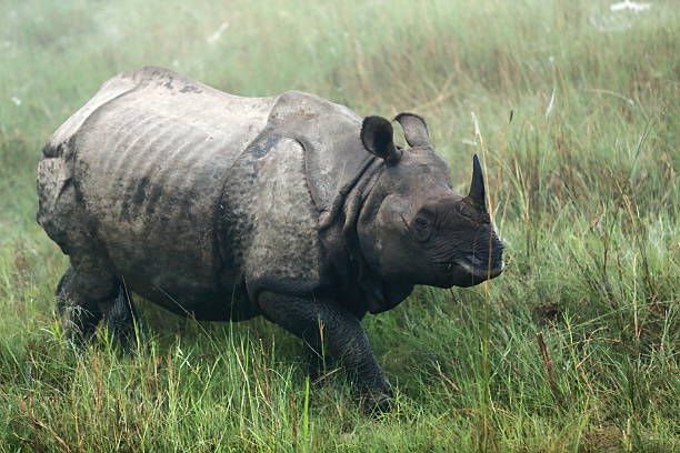 istock Indian rhino. Rapti river-Nepal. 0830 530352503