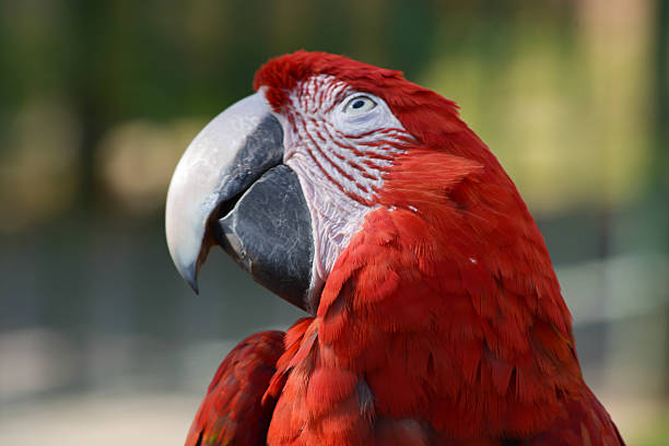 Ara chloroptera Parrot Red This is an image of a red Ara chloroptera an extremely amazing and beautiful creatures represents the perfect image of wild life. printable and good for commercial use. green winged macaw ara chloroptera stock pictures, royalty-free photos & images