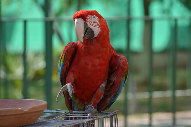 Parrot Red Macaw Ara chloroptera This is an image of Macaw Ara chloroptera  an extremely amazing and beautiful red parrots is perfect for print and commercial use. green winged macaw ara chloroptera stock pictures, royalty-free photos & images