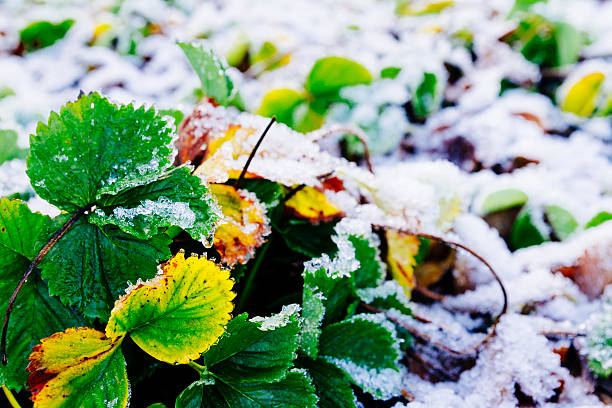 Strawberry plants under frost and snow. AdobeRGB colorspace.