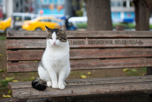 White gray cat sitting on the bench, Bayoglu, Istanbul, Turkey. The cats in Istanbul are well taken care of. They are one of the kind faces of the beautiful city. Nikon D800, full frame. Selective focus.