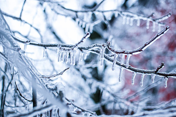 Frozen Tree Covered in Icicles Tree covered in icicles. icicle snowflake winter brilliant stock pictures, royalty-free photos & images