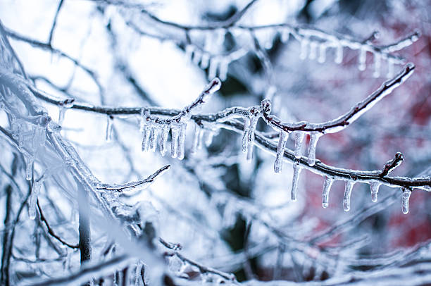 frozen árvore coberto com pingentes de gelo - vibrant color forest ice snow - fotografias e filmes do acervo
