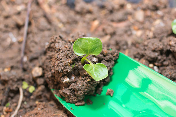 istock gardening tools and soil with green seedling 530354517