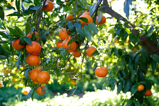 Group of mandarine oranges