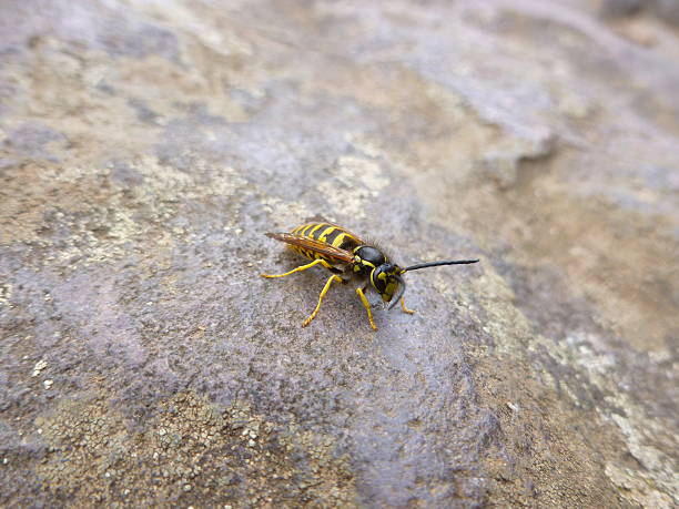 istock Wasp Ponders Life on Stone 530354769