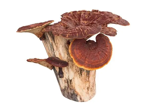 Photo of Ling Zhi Mushroom isolated