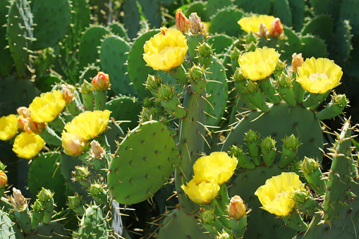 Nopal Chamacuero in the process of flowering, in this case a beautiful yellow flower sprouts from this desert plant.