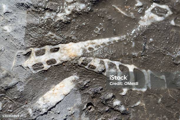 Fossil Stock Photo - Download Image Now - Calcareous, Fossil, Geology