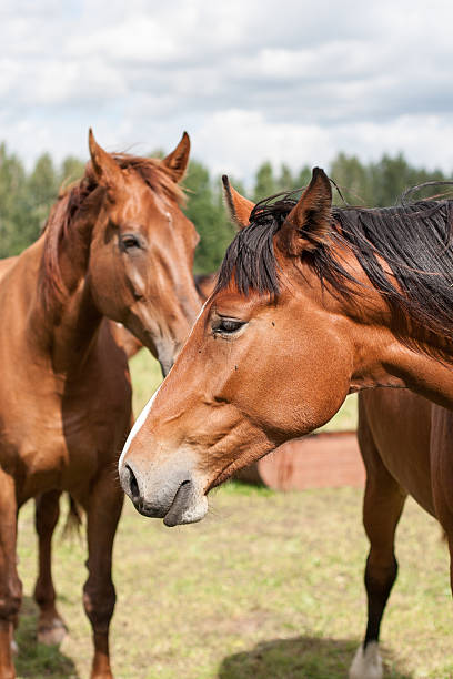 istock wild horses in the field 530361069