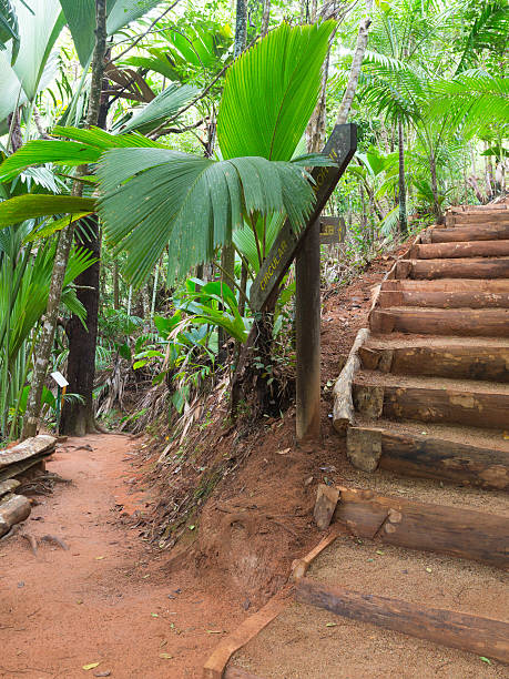 istock track in a tropical park 530362099