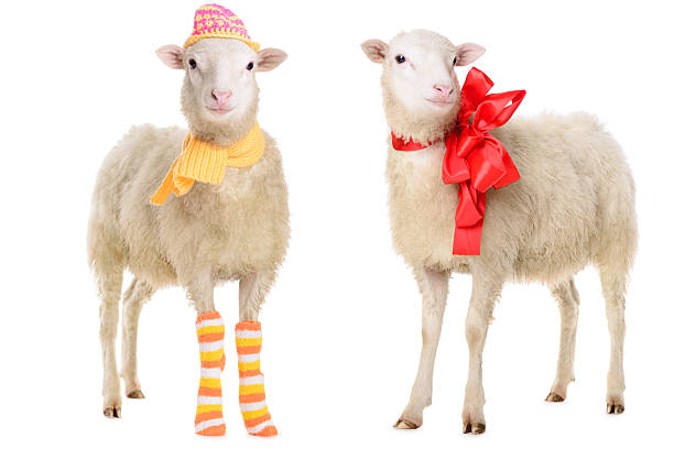 two Sheep in Christmas clothes stock photo