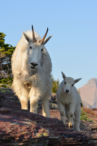 Mother goat and her baby in Glacier National Park, Montana, USA.