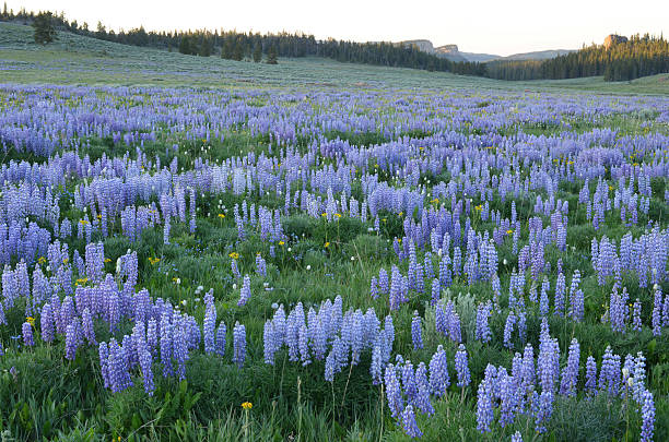 istock Lupine field, Bighorn Mountains 530362617