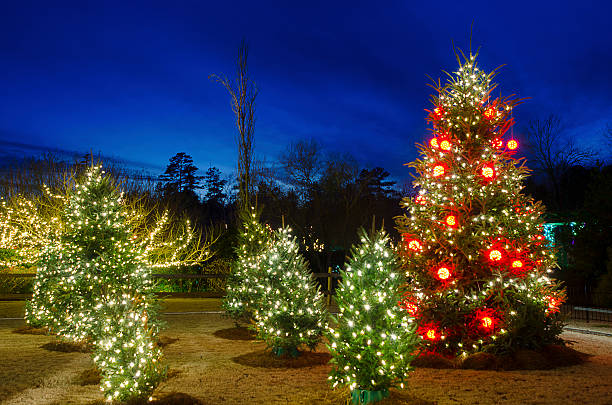 istock Outdoor Christmas Trees 530363095
