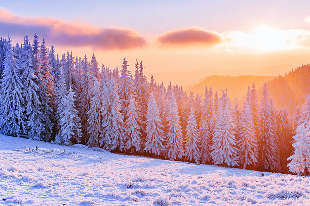istock winter landscape trees in frost 530363285
