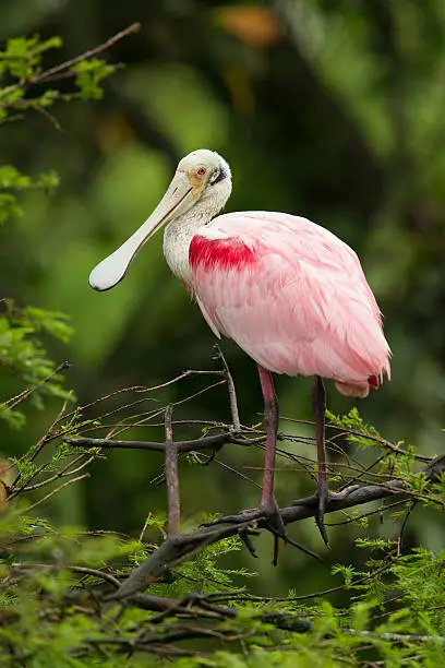 Photo of Roseate Spoonbill