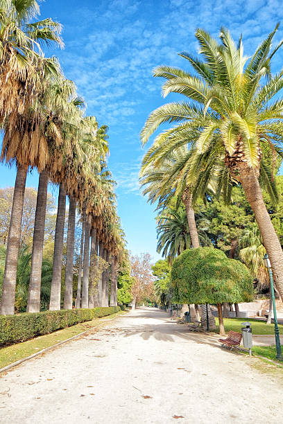 istock Palm tree promenade, Valencia, Spain 530367981