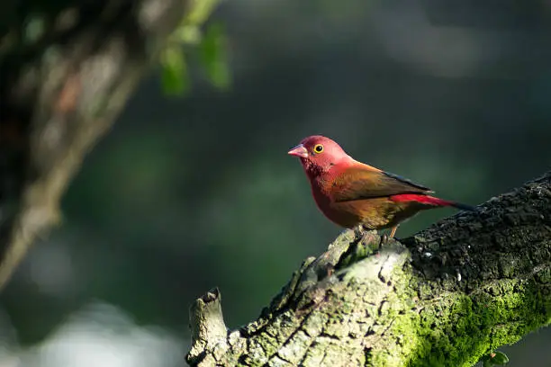 Small Red Finch in red standing on a tree branch that is full of green growth.  The perched bird is looking intently to the side readying his brown wings for escape flight.