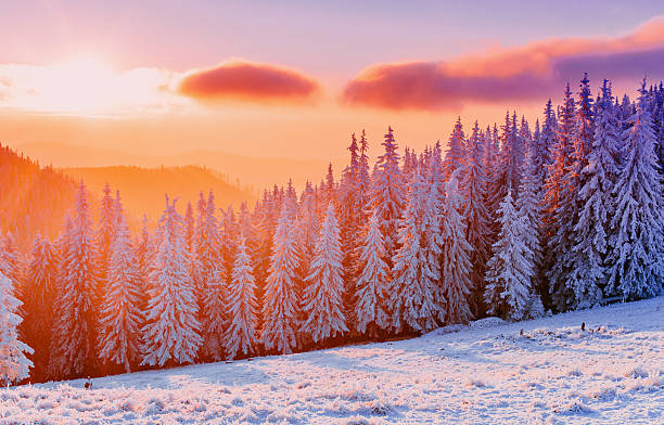 istock winter landscape trees in frost 530378771