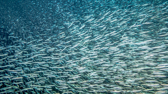 Large school of glass fish (Pempheridae) in blue water of the Red Sea