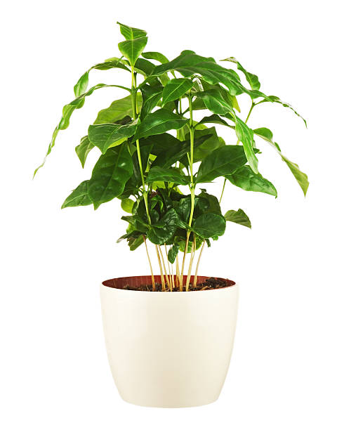 istock Coffee tree in flower pot isolated on white background. 530380539