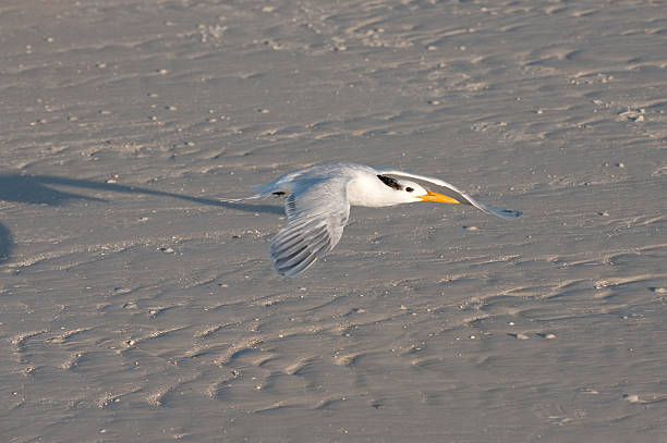 Seabird Flying Over a Beach stock photo