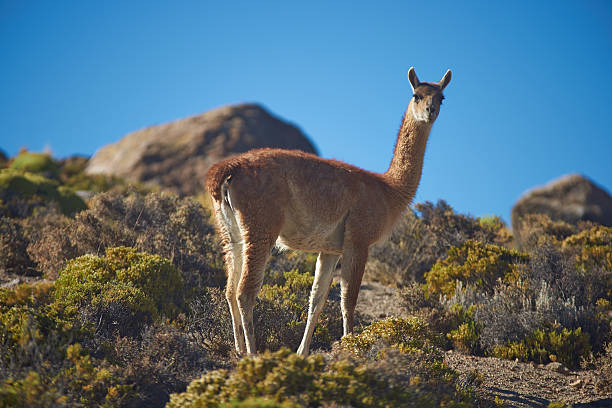 istock Vicuna in the Altiplano 530381627