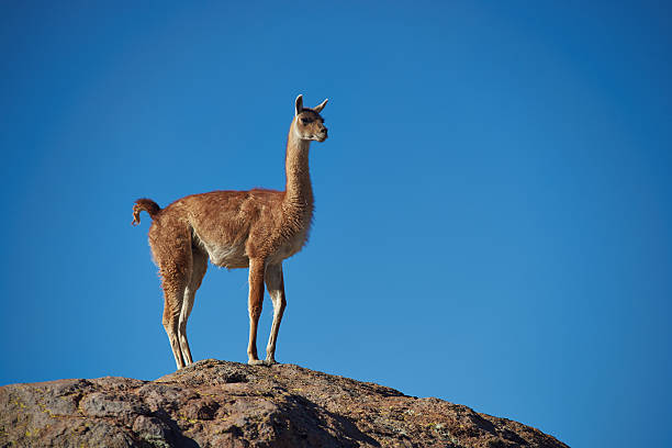 istock Vicuna in the Altiplano 530381631
