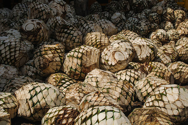 agave in distillery Agave prepared for cooking in distillery peyote cactus stock pictures, royalty-free photos & images