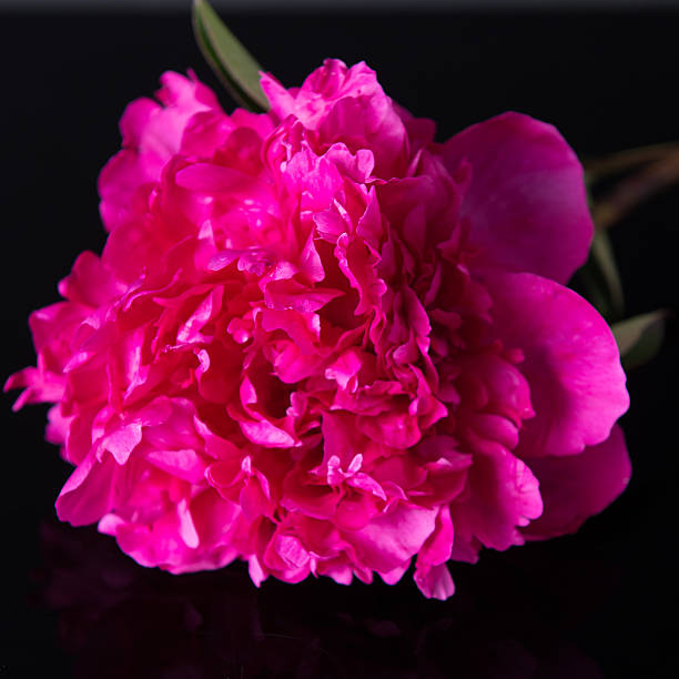 istock Close up single pink Peony flower head against dark background 530382849