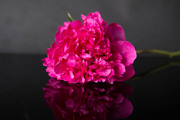 istock single pink Peony flower head against dark background 530382853