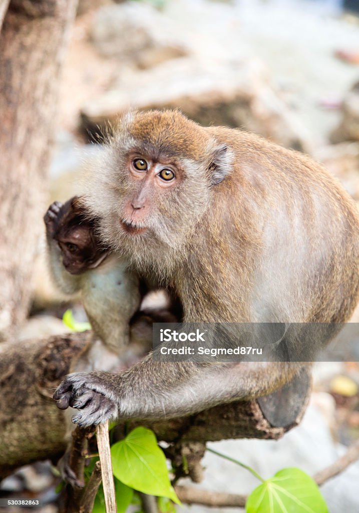 Maqaque with a baby Maqaque with a baby in the forest Affectionate Stock Photo