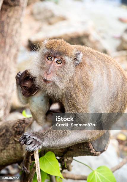 Maqaque With A Baby Stock Photo - Download Image Now - Affectionate, Animal, Animal Family