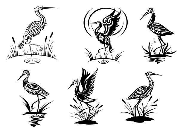 bocian, żuraw zwyczajny, i czapla ptaków - egret stock illustrations