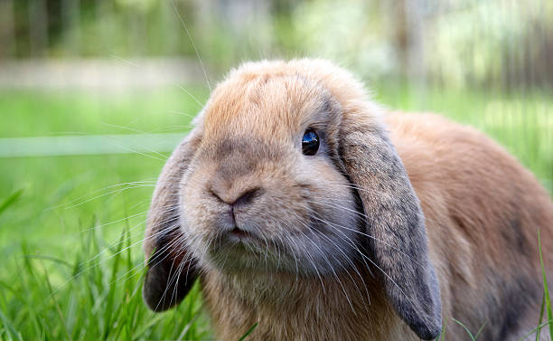 istock Lop eared rabbit in the grass 530384645