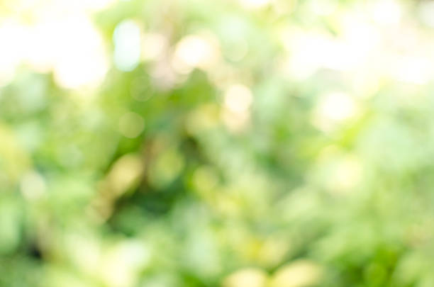 istock Green garden blurred background 530388299
