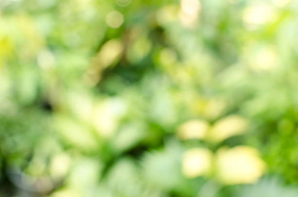 istock Green garden blurred background 530388301