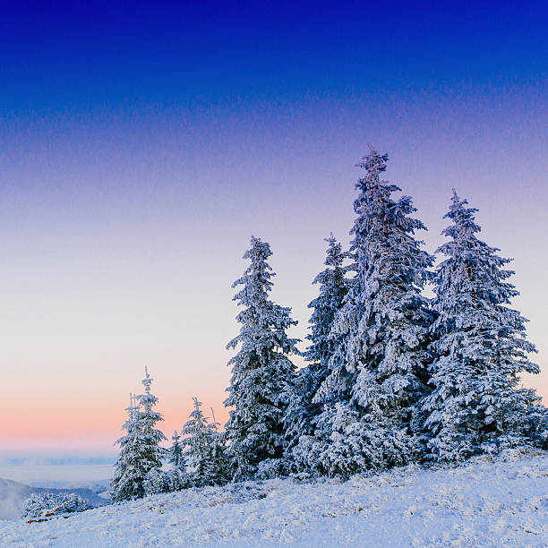 istock winter landscape trees in frost 530389147